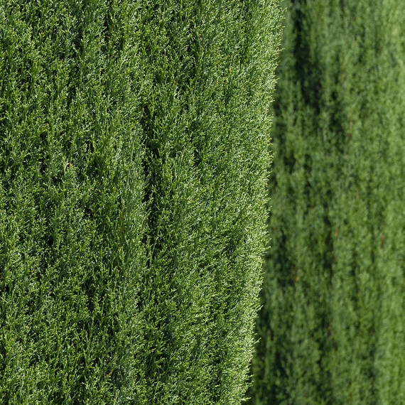 Blue Italian Cypress - 7 Gallon