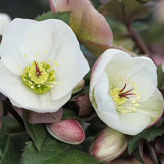Ice N' Roses Bianco Hellebore - 1 Gallon