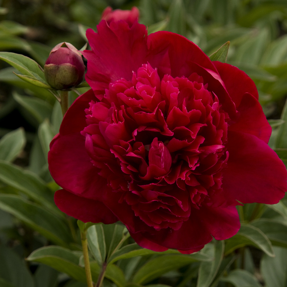 Inspecteur Lavergne Peony - 2 Gallon