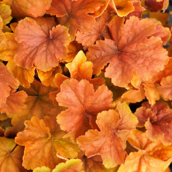 Northern Exposure Amber Heuchera - 1 Gallon