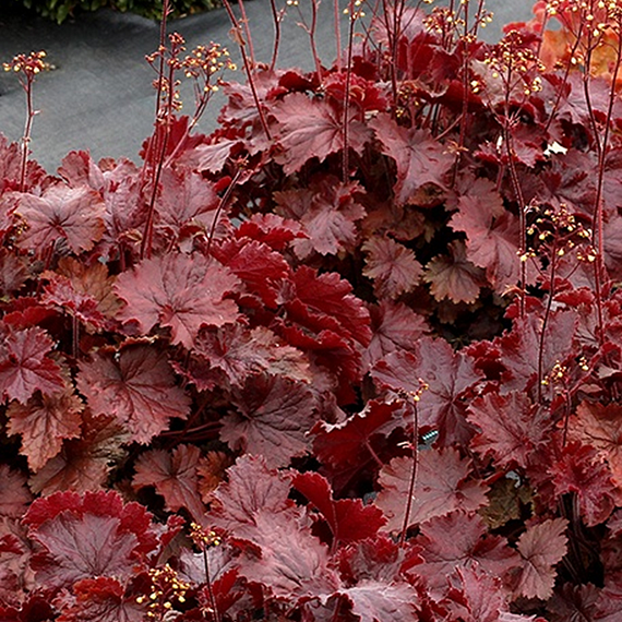 Northern Exposure Red Heuchera - 1 Gallon