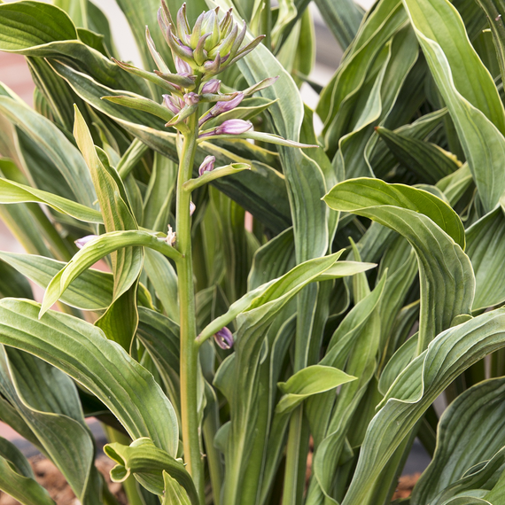 Praying Hands Hosta - 1 Gallon