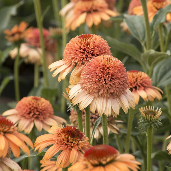 Supreme Cantaloupe Coneflower - 3 Gallon