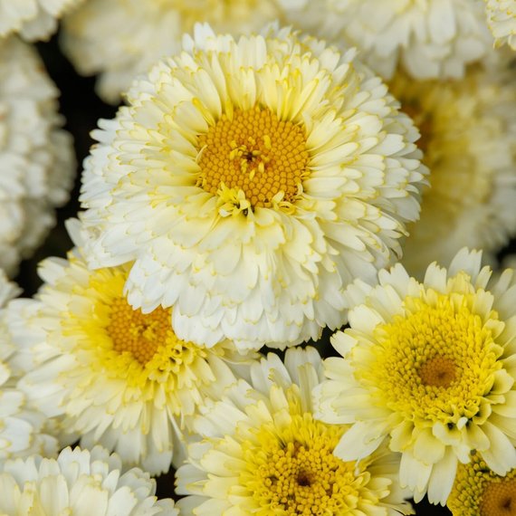 Lemon Puff Shasta Daisy - 3 Gallon