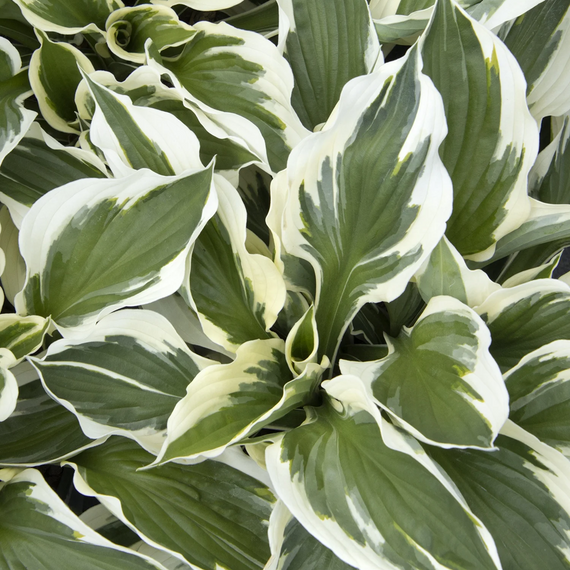 Minuteman Hosta - 2 Gallon