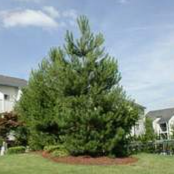 Austrian Pine - 1 Gallon