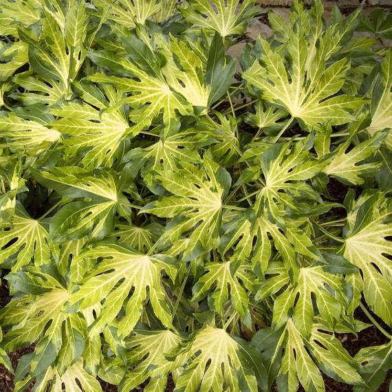 Camouflage Variegated Japanese Aralia - 5 Gallon