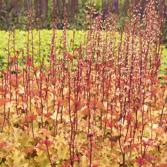 Coral Bells Marmalade - 1 Gallon