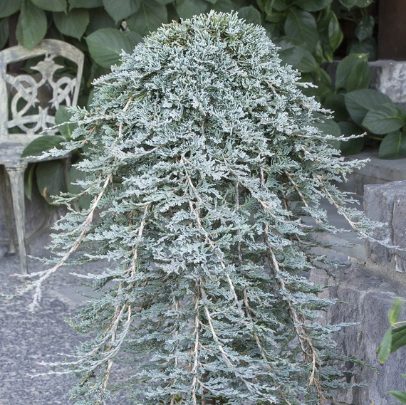 Icee Blue Juniper - 1 Gallon