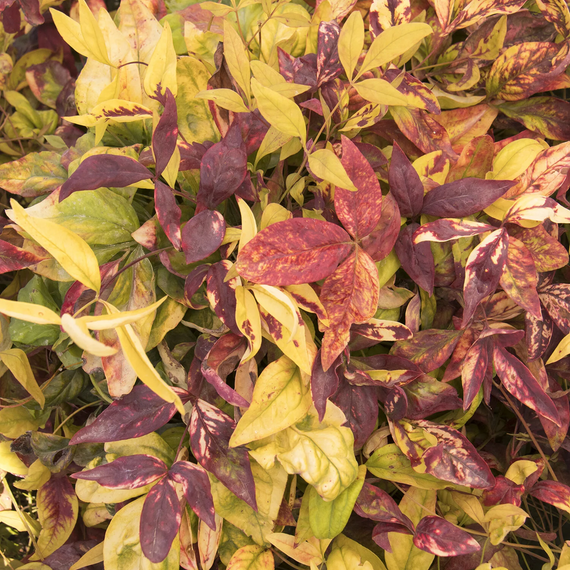 Firepower Heavenly Bamboo - 2 Gallon