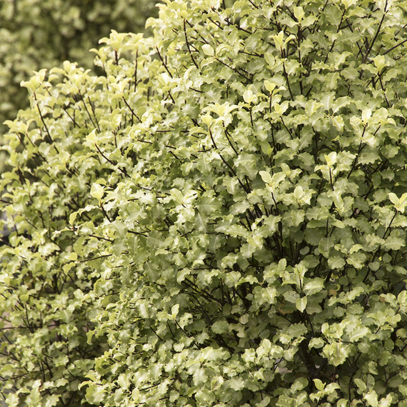 Tasman Ruffles Pittosporum - 2 Gallon