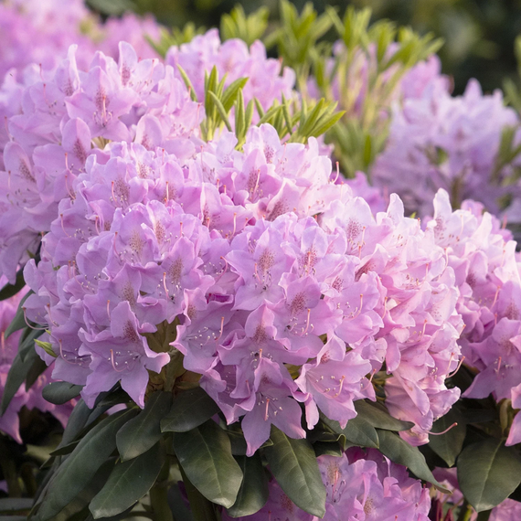 Pink Treasure Rhododendron - 2 Gallon