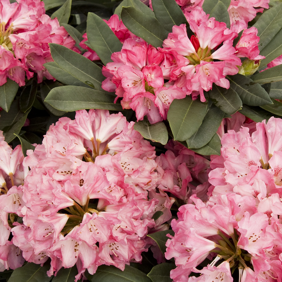 Sneezy Rhododendron - 2 Gallon
