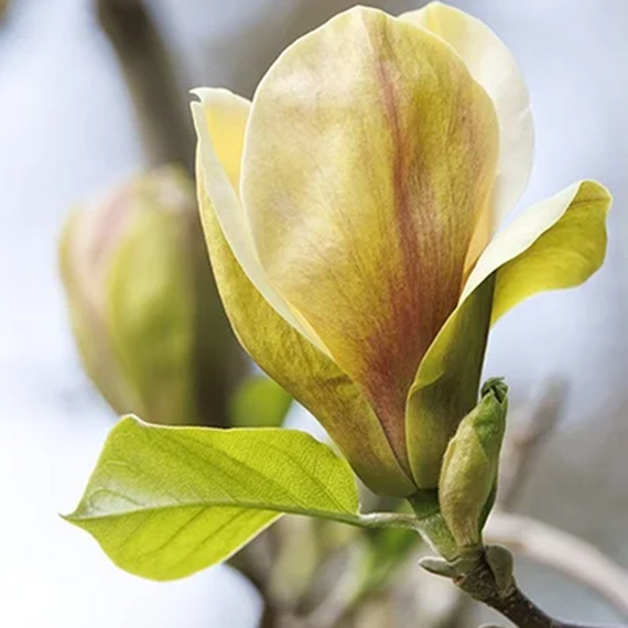 Sunsation Magnolia - 5 Gallon