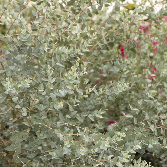 Moon Lagoon Dwarf Eucalyptus - 5 Gallon