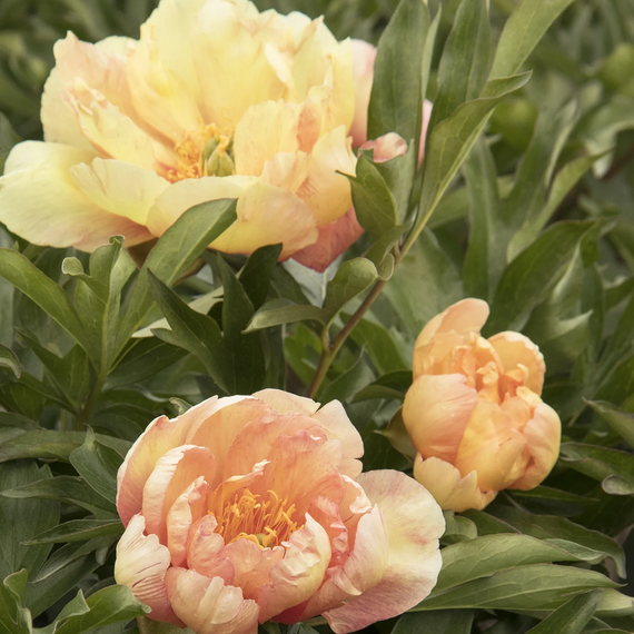 Singing In The Rain Itoh Peony - 5 Gallon