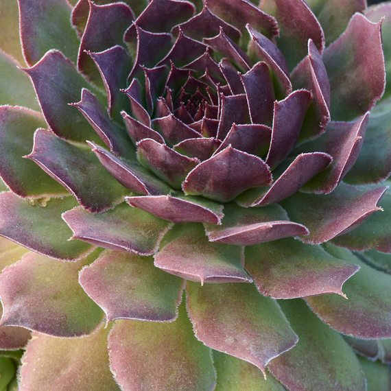 Black Hens And Chicks - 1 Gallon
