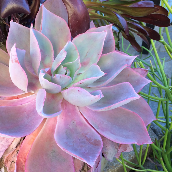Afterglow Echeveria - 1 Gallon