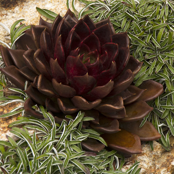 Black Prince Echeveria - 1 Gallon