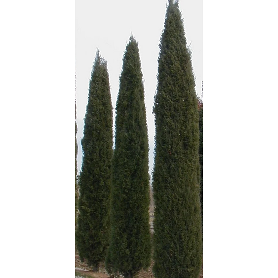 Taylor Juniper - 5 Gallon