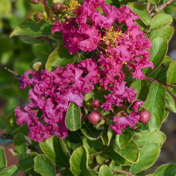 Petite Embers Crape Myrtle - 5 Gallon