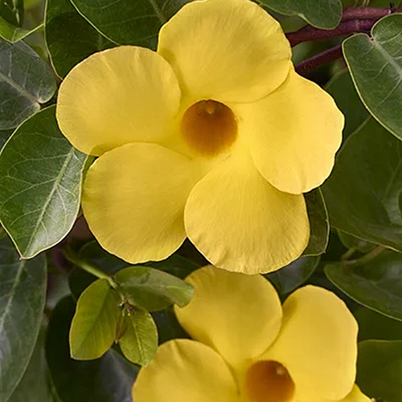 Dianmantina Opal Yellow Dipladenia