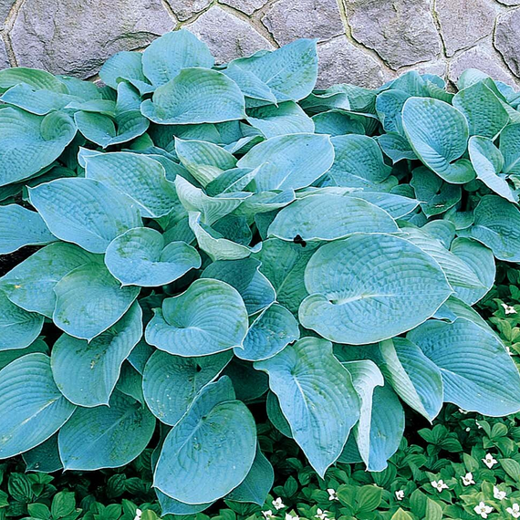 Eola Sapphire Hosta - 5 Gallon