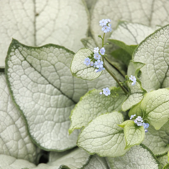 Alexandria Brunnera - 1 Gallon