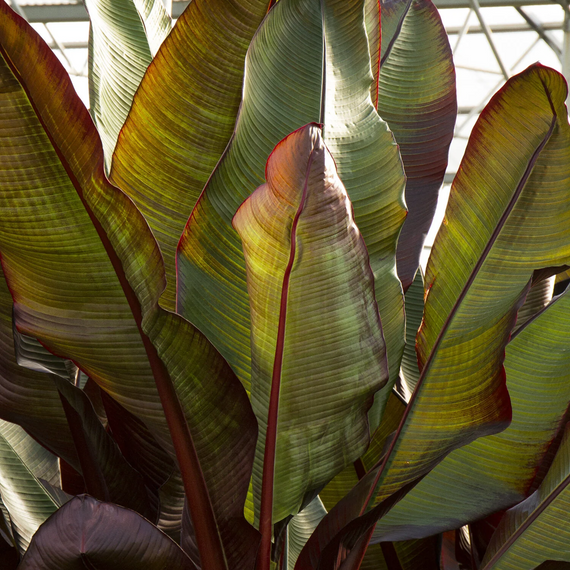Red Leaved Banana