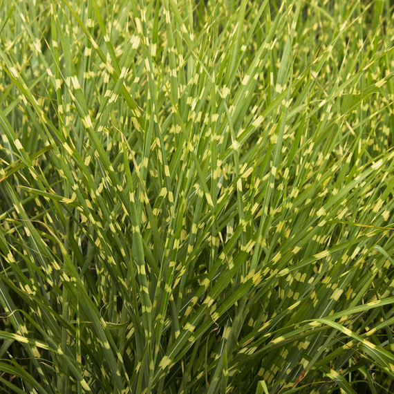 Porcupine Grass - 1 Gallon