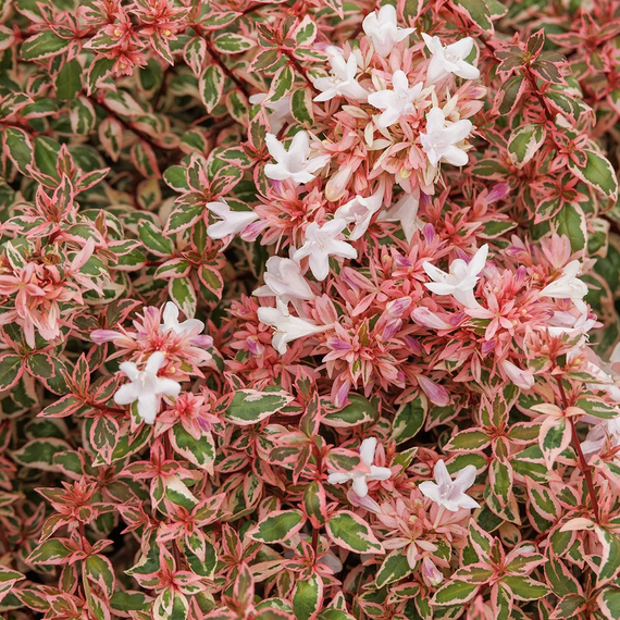 Angel's Blush Abelia - 2 Gallon