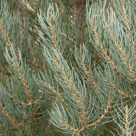 Singleleaf Pinyon - 10 Gallon