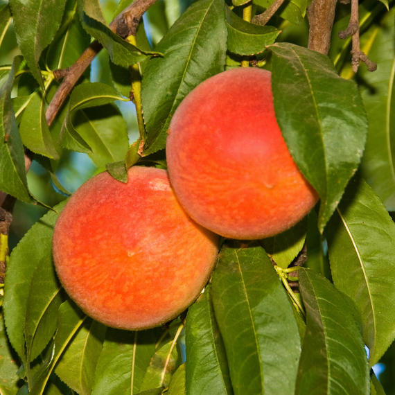 Redhaven Peach - 5 Gallon