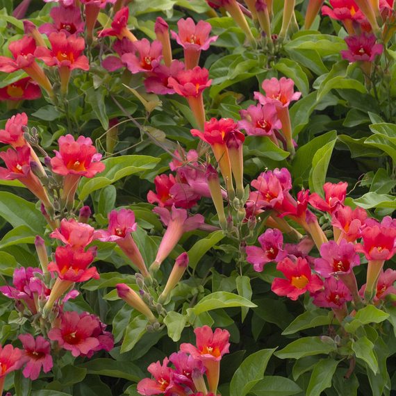 Scarlet Trumpet Vine - 1  Gallon