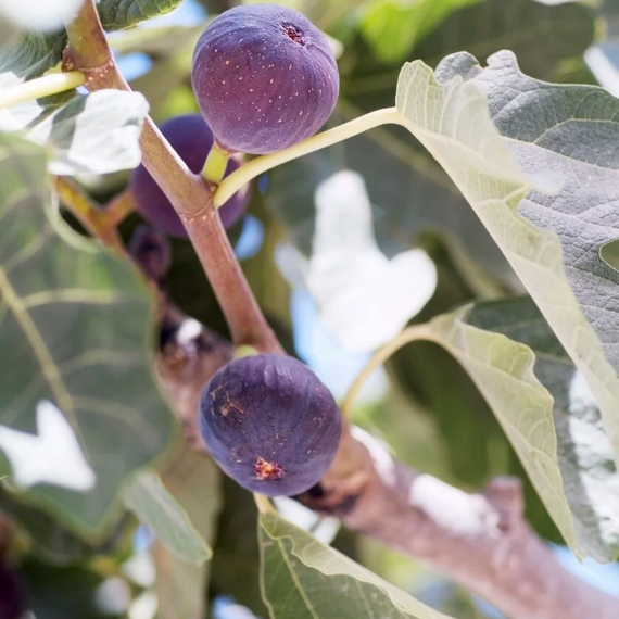 Celestial Fig - 5 Gallon