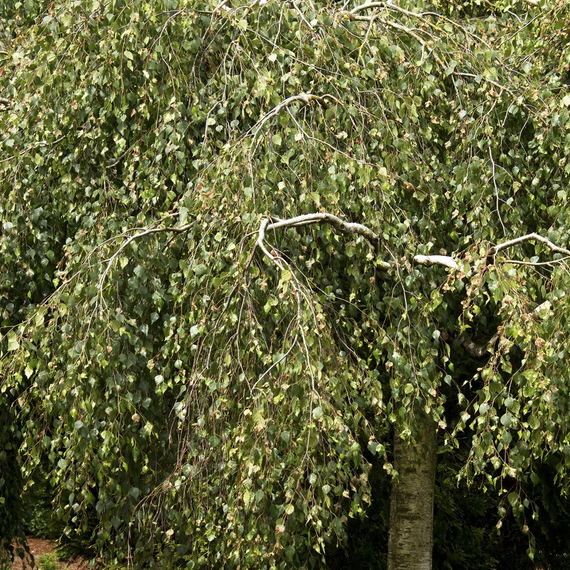 Young's Weeping Birch - 5 Gallon