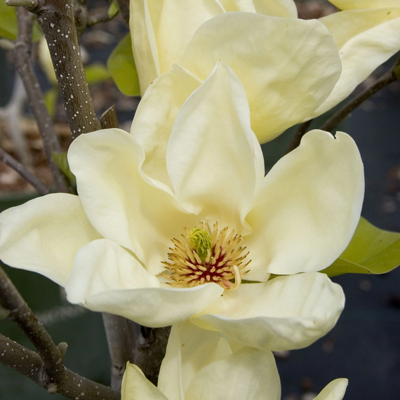 Elizabeth Magnolia - 5 Gallon