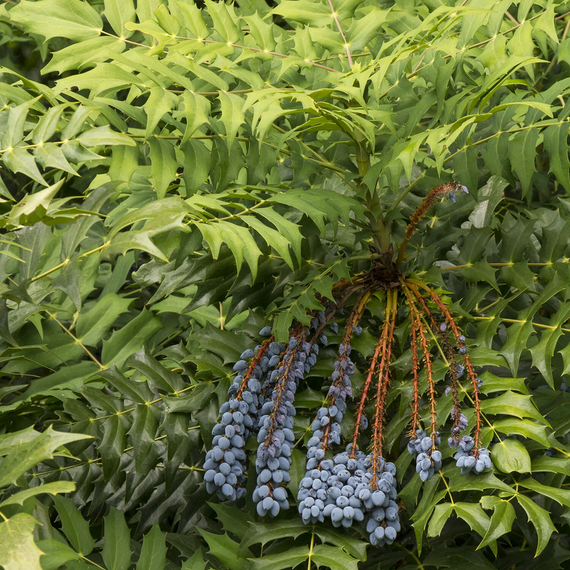 Charity Oregon Grape