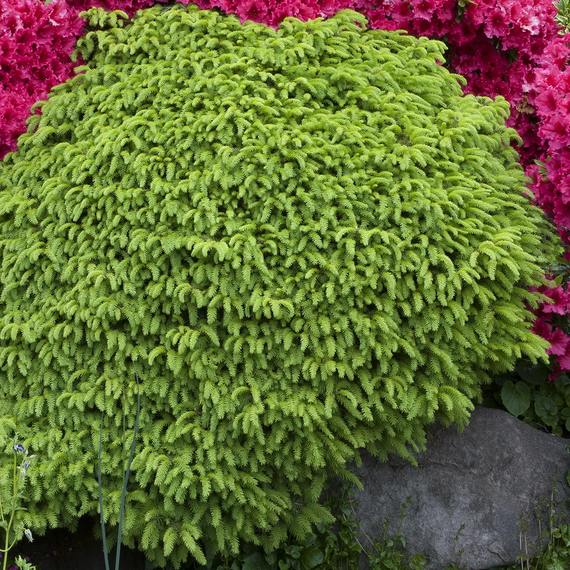 Little Gem Norway Spruce - 5 Gallon