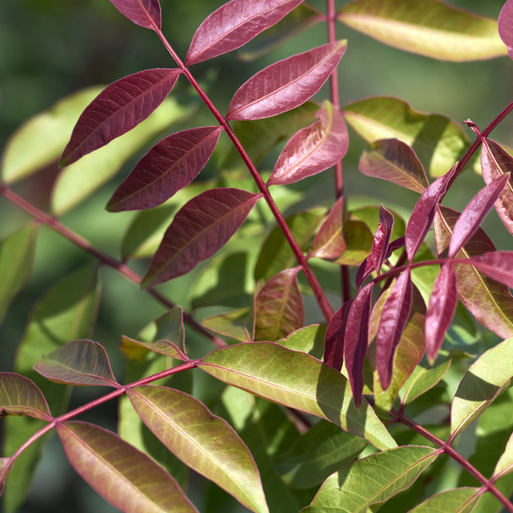 Red Push Pistache - 5 Gallon