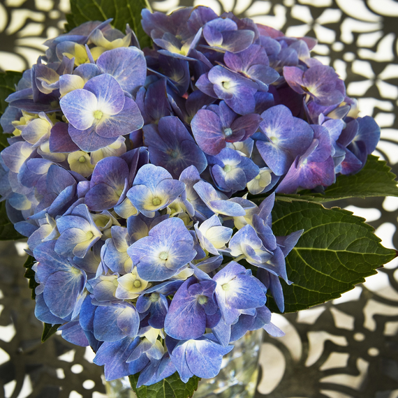 Seaside Serenade Cape Cod Hydrangea - 2 Gallon