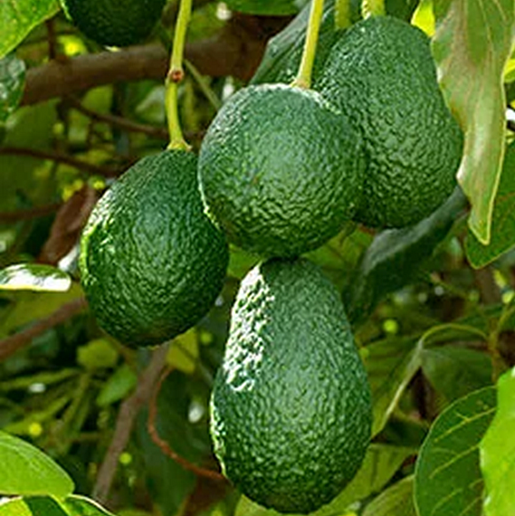 Hass Avocado - 5 Gallon