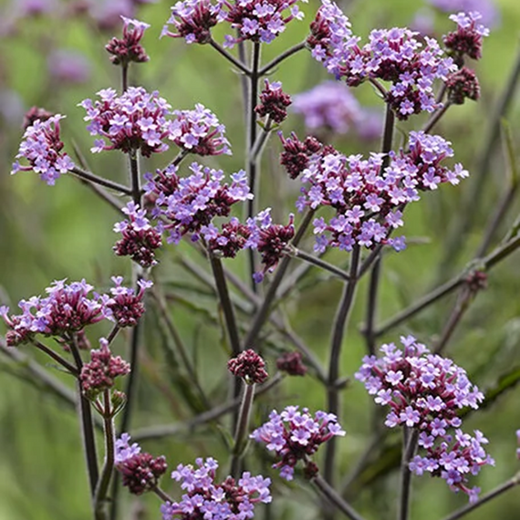 Lollipop Verbena - 1 Gallon