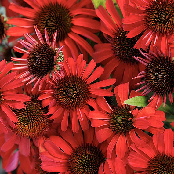 Prima Ruby Coneflower - 1 Gallon