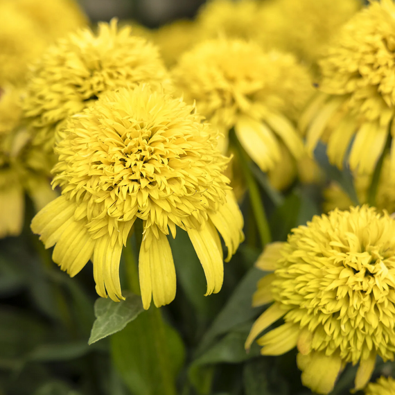 Sunny Days Lemon Coneflower - 1 Gallon