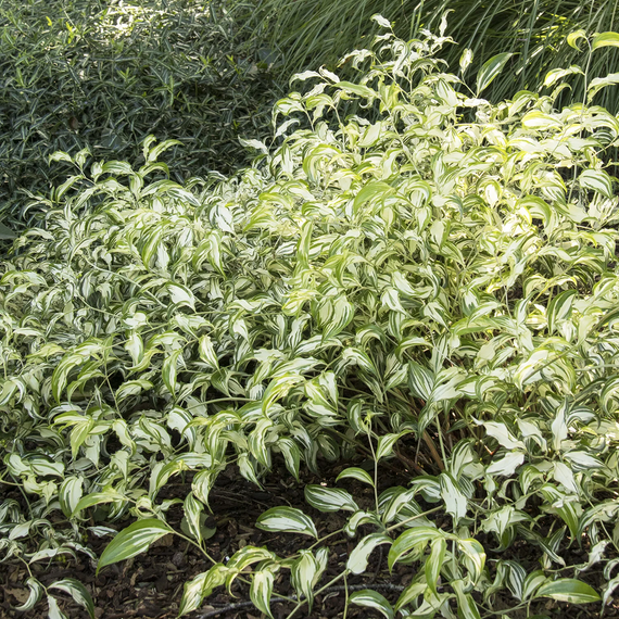 Moonlight Chinese Fairy Bells - 1 Gallon