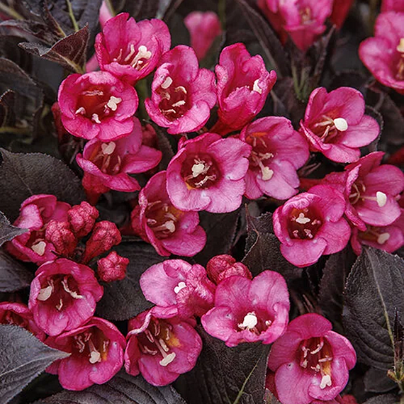 Coco Chill Weigela - 1 Gallon