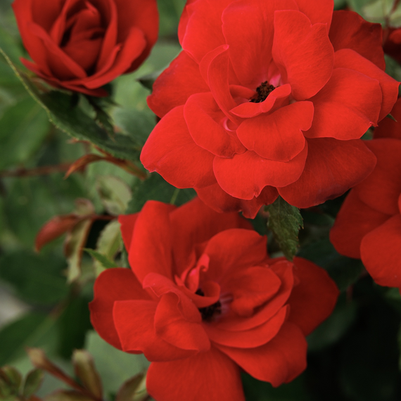 Nitty Gritty Red Rose - 5 Gallon Patio Tree