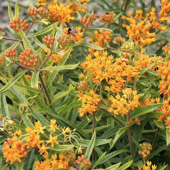Butterfly Weed