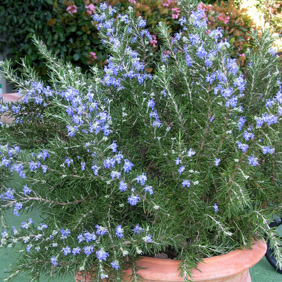 Roman Beauty Rosemary - 1 Gallon
